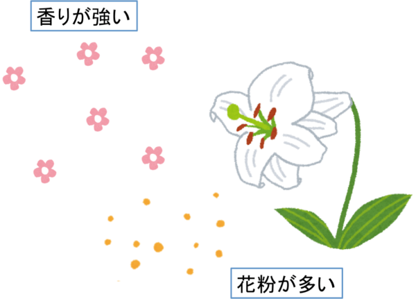 仏壇にダメな花　香りの強い花花粉が多い花　ユリ　カサブランカ